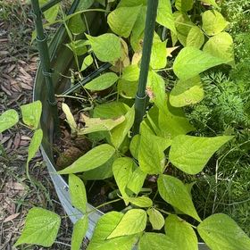 Photo of the plant species Common Bean by @MeritableKale66 named Keanu Leaves on Greg, the plant care app