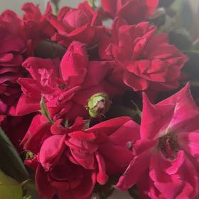 Photo of the plant species French Rose by @MeritableKale66 named Fernie Mercury on Greg, the plant care app