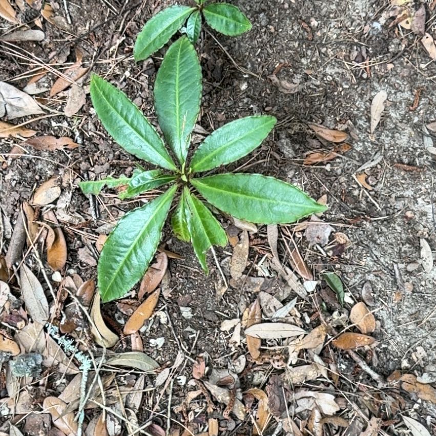 Photo of the plant species Christmas Berry by @MeritableKale66 named Hemingway on Greg, the plant care app