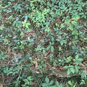 Photo of the plant species Virginia Creeper by @MeritableKale66 named Sproutacus on Greg, the plant care app