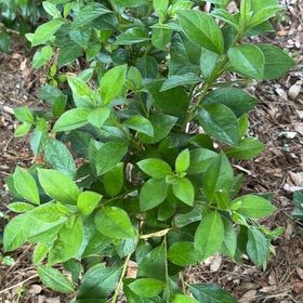 Photo of the plant species Garden Privet by @MeritableKale66 named Sage on Greg, the plant care app