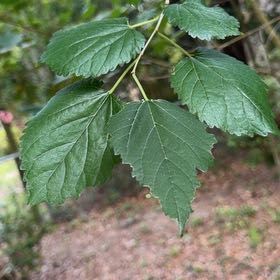 Photo of the plant species Atlantic Ninebark by @MeritableKale66 named Gomez on Greg, the plant care app