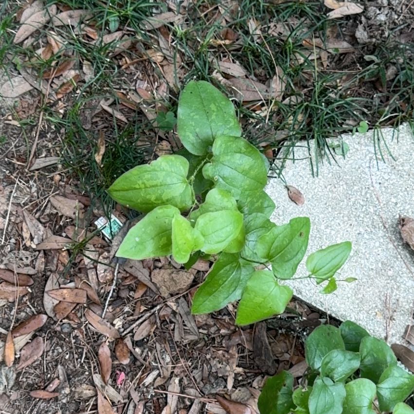 Photo of the plant species Cat Greenbrier by @MeritableKale66 named Rosa on Greg, the plant care app