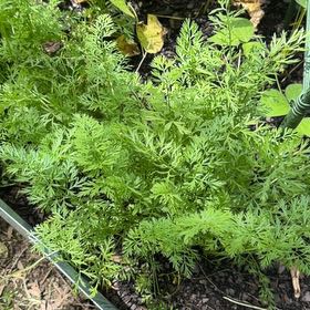 Photo of the plant species Wild Carrot by @MeritableKale66 named Bodhi on Greg, the plant care app