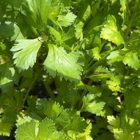 Photo of the plant species Leaf Celery by @MeritableKale66 named Beyonce on Greg, the plant care app