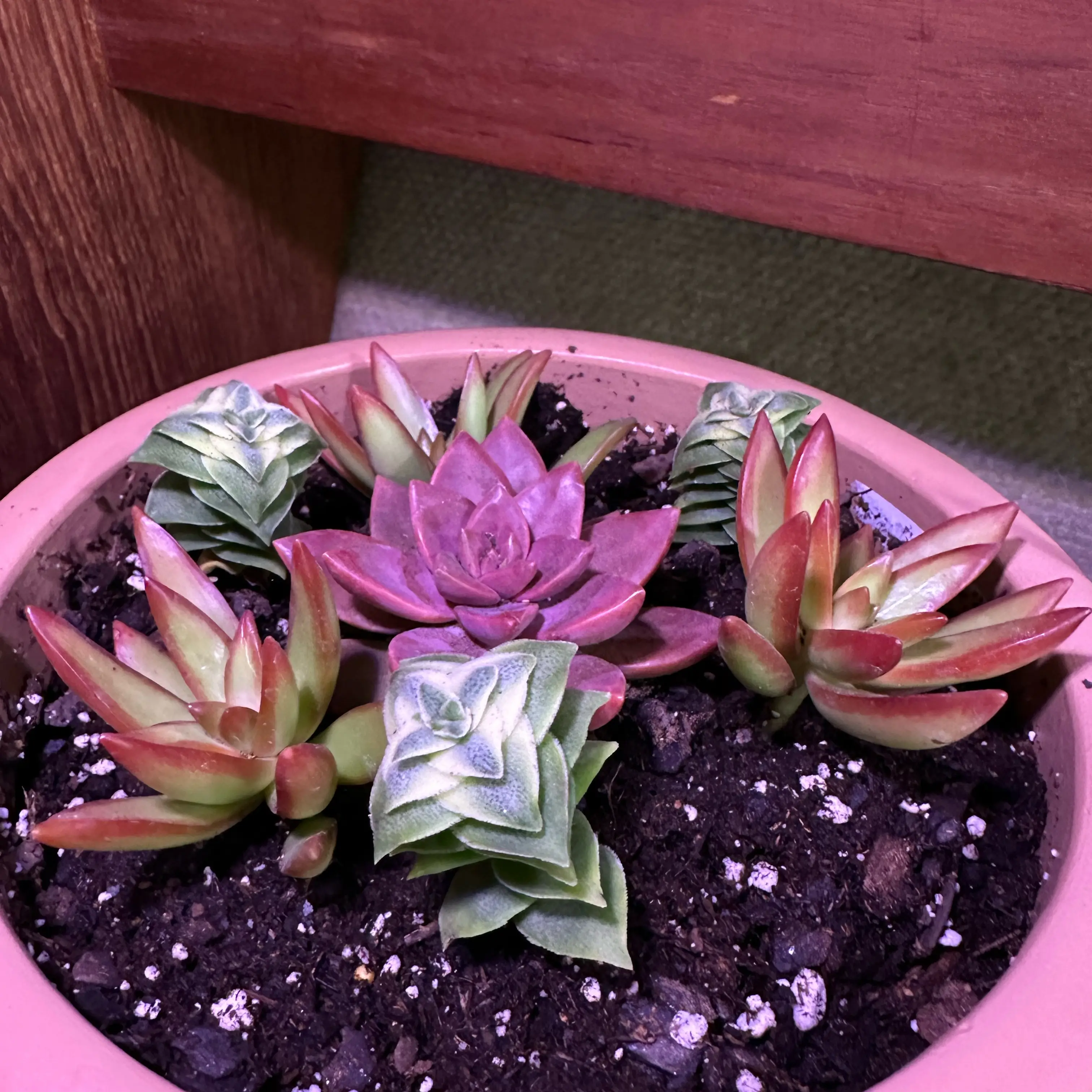Potted Sedum 'Firestorm' plant with vibrant red and green leaves, visible soil.