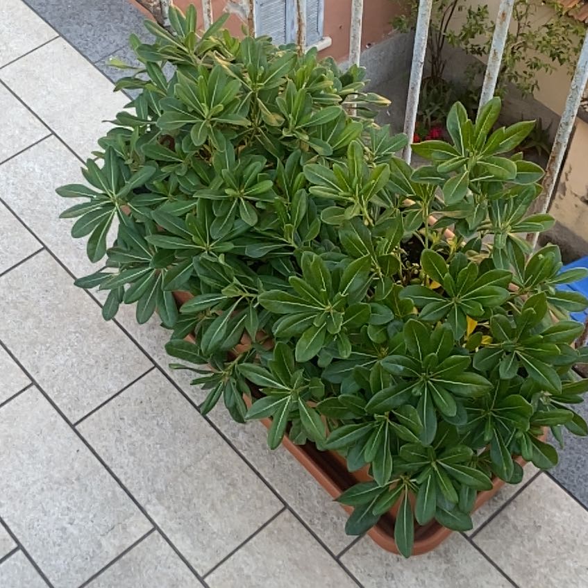 Photo of the plant species Japanese Cheesewood by @FruitfulDamsii named Bodhi on Greg, the plant care app