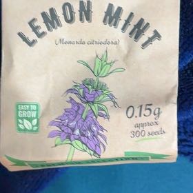 Photo of the plant species Lemon Bergamot by @VastFilbert52 named Stella on Greg, the plant care app