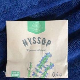 Photo of the plant species Hyssop by @VastFilbert52 named Tupot amaroot on Greg, the plant care app