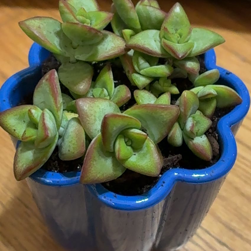 Photo of the plant species Crassula Ivory Towers by @VastFilbert52 named Aria on Greg, the plant care app