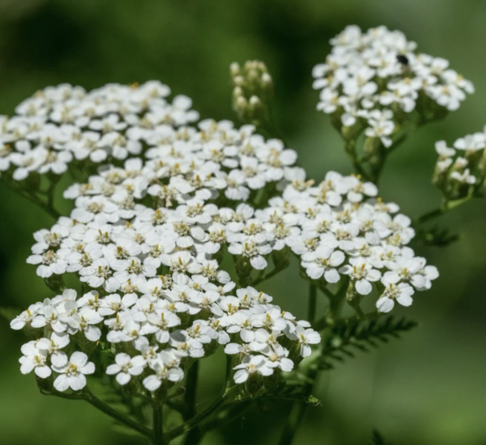 Photo of the plant species Milfoil by @VastFilbert52 named Tree Diddy on Greg, the plant care app
