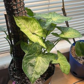 Photo of the plant species Pink Allusion Arrowhead Plant by @PotentPalmier17 named Figyonce on Greg, the plant care app