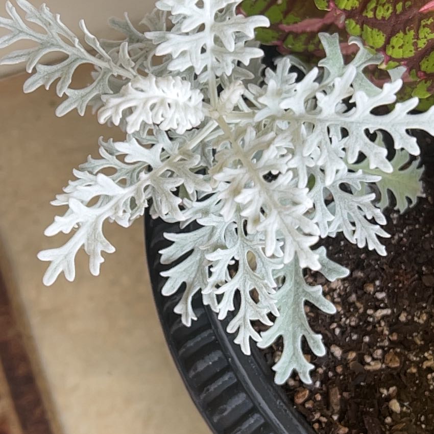Photo of the plant species Silver Ragwort by @GemDaisy63 named Zeus on Greg, the plant care app