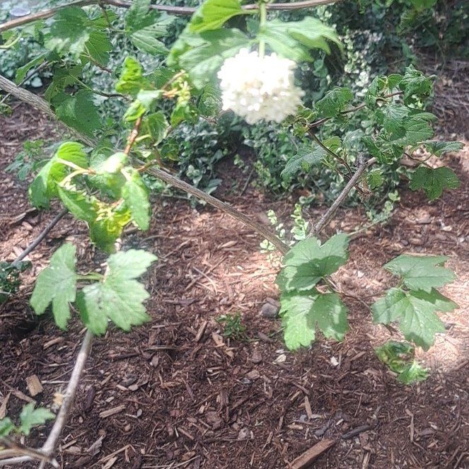 Photo of the plant species American Cranberrybush Viburnum by @GuruUngnadia92 named Drake on Greg, the plant care app