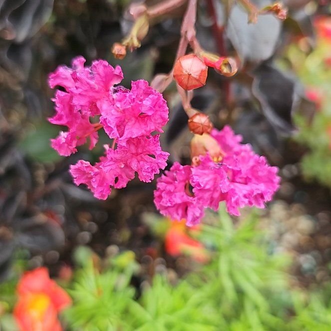 Photo of the plant species Lagerstroemia Indica by @AceHope15 named Myrtle on Greg, the plant care app