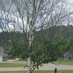 Photo of the plant species River Birch by @SirSoftcane24 named Baesil on Greg, the plant care app