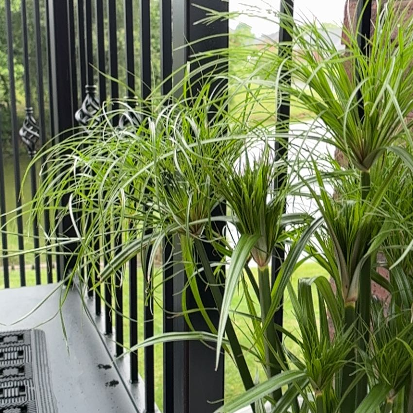 Photo of the plant species Prince Tut Cyperus by @CivicPetunia85 named Kobe on Greg, the plant care app