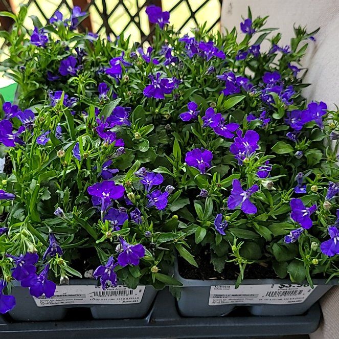 Photo of the plant species Edging Lobelia by @PioneerDodder81 named Captain Plant-it on Greg, the plant care app