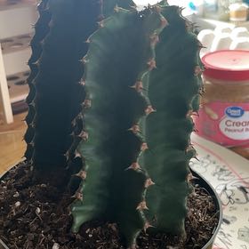Photo of the plant species Euphorbia Ingens by @KeenBluesage21 named Muhammad Ali on Greg, the plant care app
