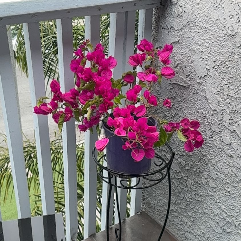 Photo of the plant species Bougainvillea by @RootedLancefern named Princess on Greg, the plant care app