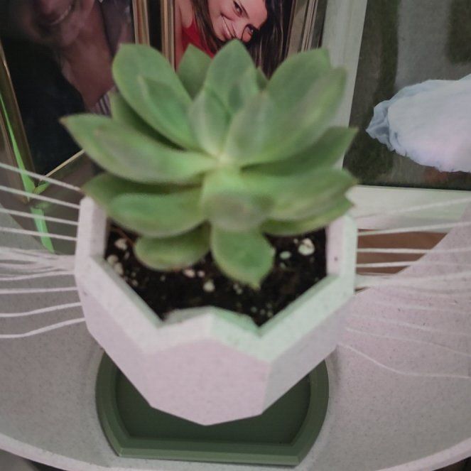 Photo of the plant species Pachyphytum 'Aquamarine' by @FlyingAraceae18 named Homer on Greg, the plant care app