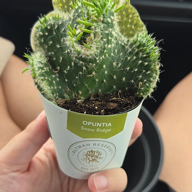 Photo of the plant species Snow Ridge by @CourtlyKawaka9 named Einstein on Greg, the plant care app