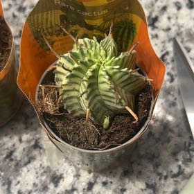 Photo of the plant species Tepenexcomitl by @IntrepidRedbean named Gomez on Greg, the plant care app