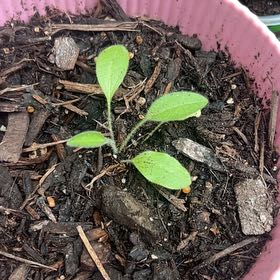 Photo of the plant species Gloriosa Daisy by @IntrepidRedbean named Sherlock on Greg, the plant care app