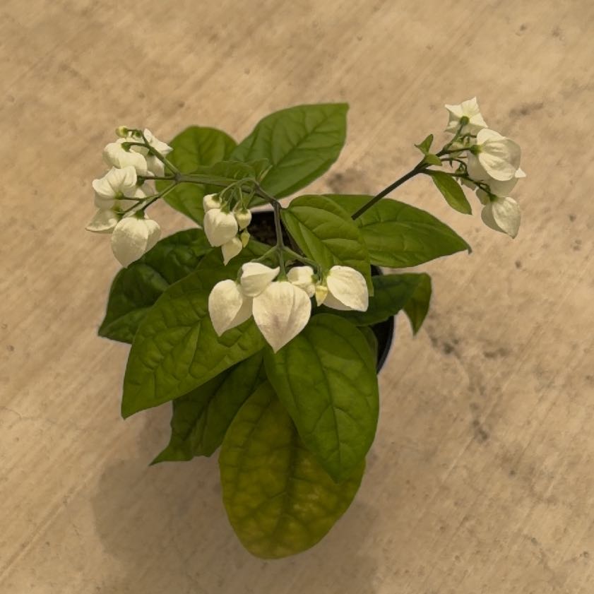 Photo of the plant species Bleeding Heart Vine by @RulerSkimmia14 named Sherlock on Greg, the plant care app