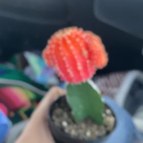Photo of the plant species Moon Cactus by @NiceOricad44 named Xavier on Greg, the plant care app