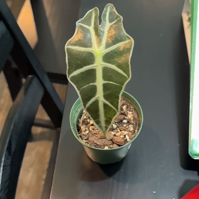Photo of the plant species Dwarf Amazonica by @GnarlyIvy99 named Lola on Greg, the plant care app