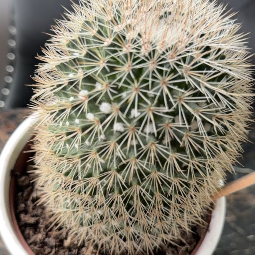 Photo of the plant species Rainbow Pincushion by @FunnyBeebalm51 named Greg on Greg, the plant care app