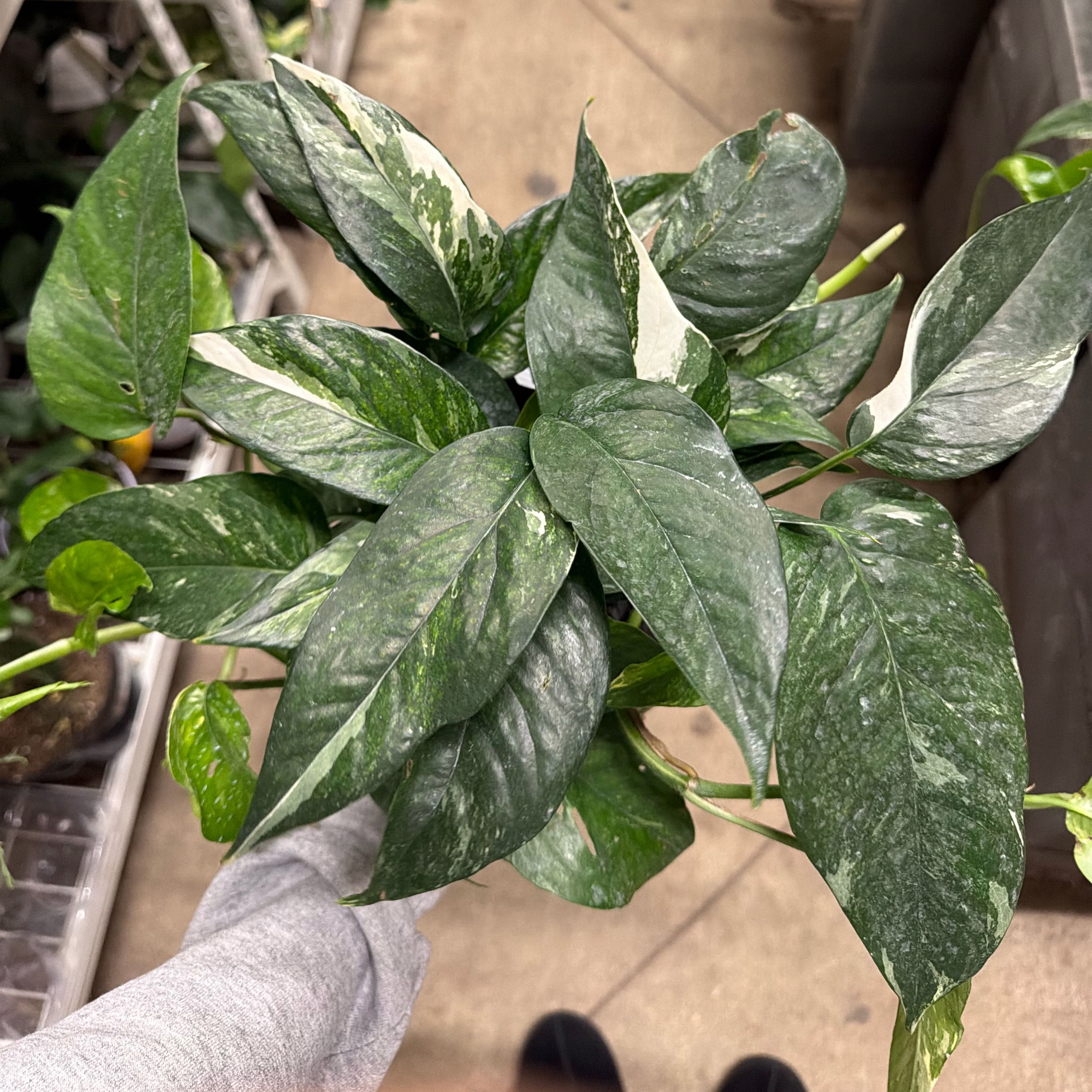 Photo of the plant species Pothos Albo by @WhizNeslia66 named Wall-E on Greg, the plant care app