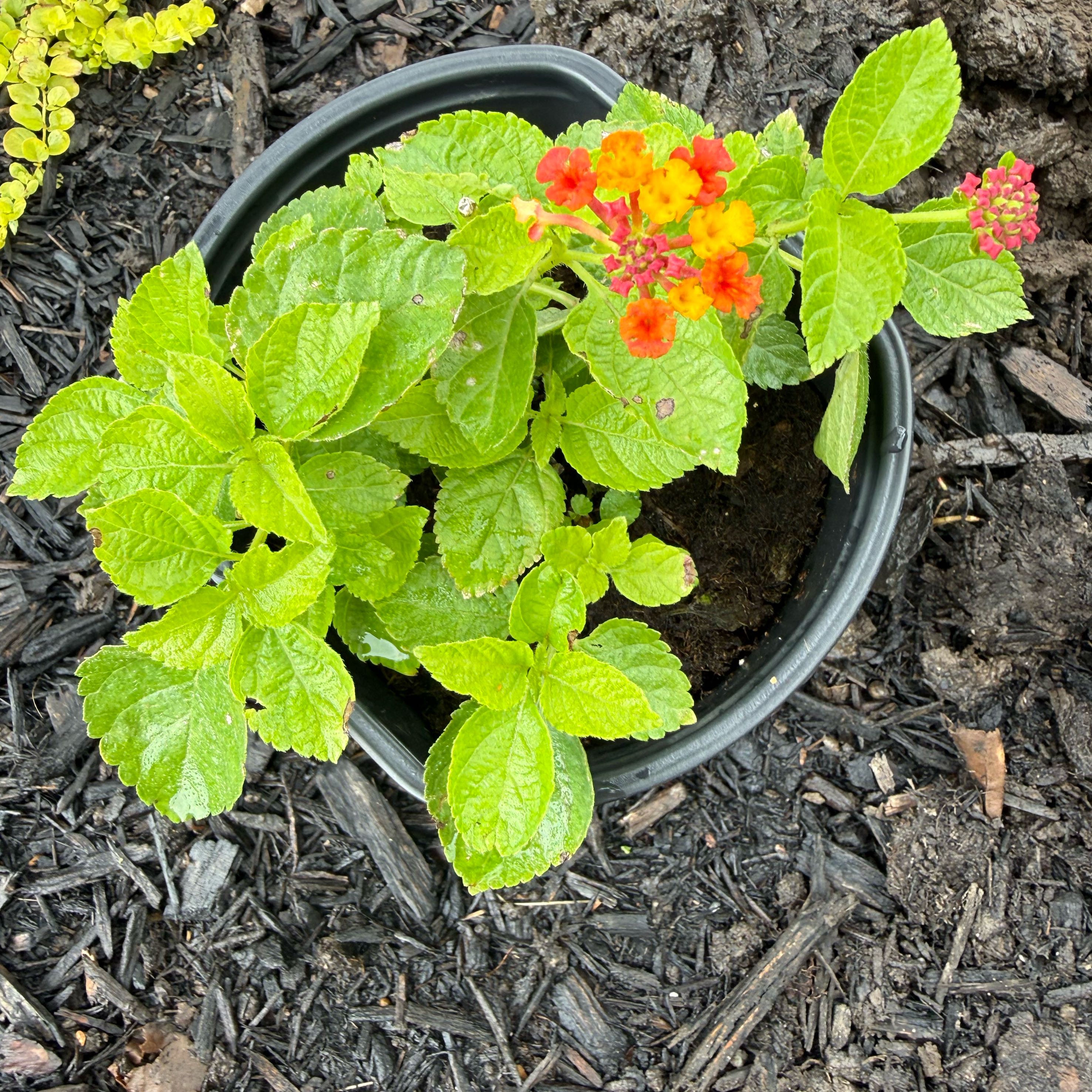 Photo of the plant species Lantana Camara by @KookyEspicia93 named Einstein on Greg, the plant care app
