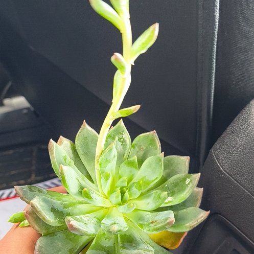 Photo of the plant species Sedeveria 'Dark Elf' by @DurableSuncup83 named Roberto on Greg, the plant care app