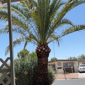 Photo of the plant species Canary Island Date Palm by @TryFlaxsilk9 named Apollo on Greg, the plant care app