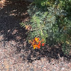 Photo of the plant species Bird-of-Paradise Shrub by @TryFlaxsilk9 named Miley on Greg, the plant care app