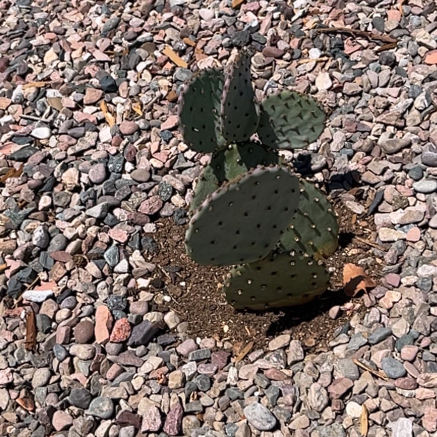 Photo of the plant species Brownspine Prickly Pear by @TryFlaxsilk9 named Darwin on Greg, the plant care app