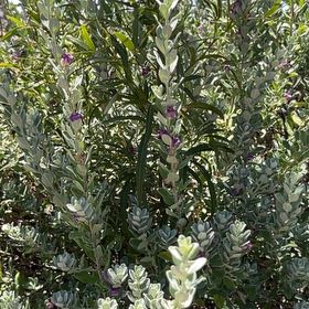 Photo of the plant species Texas Barometer Bush by @TryFlaxsilk9 named Tolkien on Greg, the plant care app