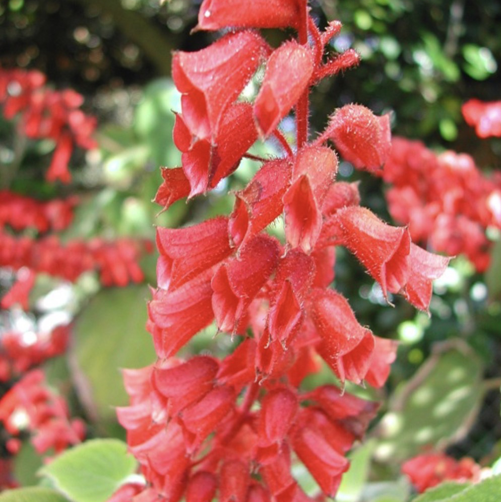 Photo of the plant species Salvia libanensis by @IndyMary named Leonardo on Greg, the plant care app