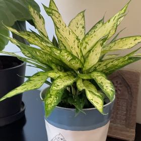 Photo of the plant species Dieffenbachia 'Starbright' by @IndyMary named Homer PP on Greg, the plant care app