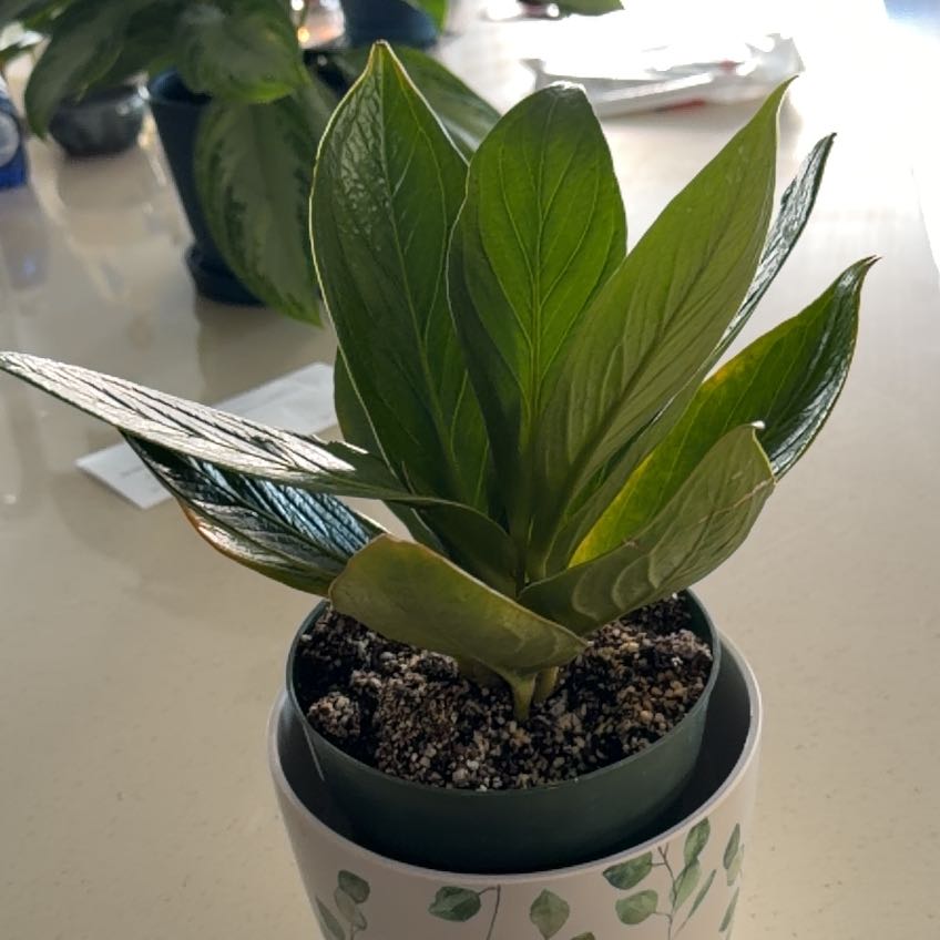 Photo of the plant species Anthurium Cobra by @IndyMary named Sproutacus D on Greg, the plant care app