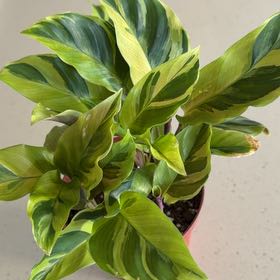 Photo of the plant species Calathea Yellow Fusion by @IndyMary named Achilles D on Greg, the plant care app