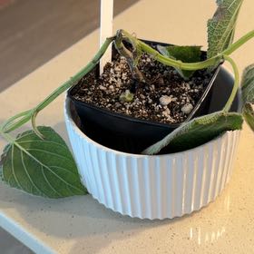 Photo of the plant species Salvia libanensis by @IndyMary named Ronaldo on Greg, the plant care app