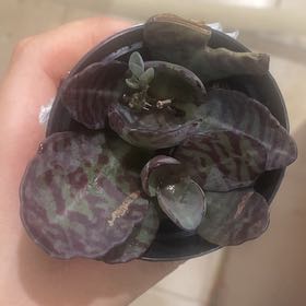 Photo of the plant species Kalanchoe 'Desert Surprise' by @WiseTutsan88 named Han on Greg, the plant care app