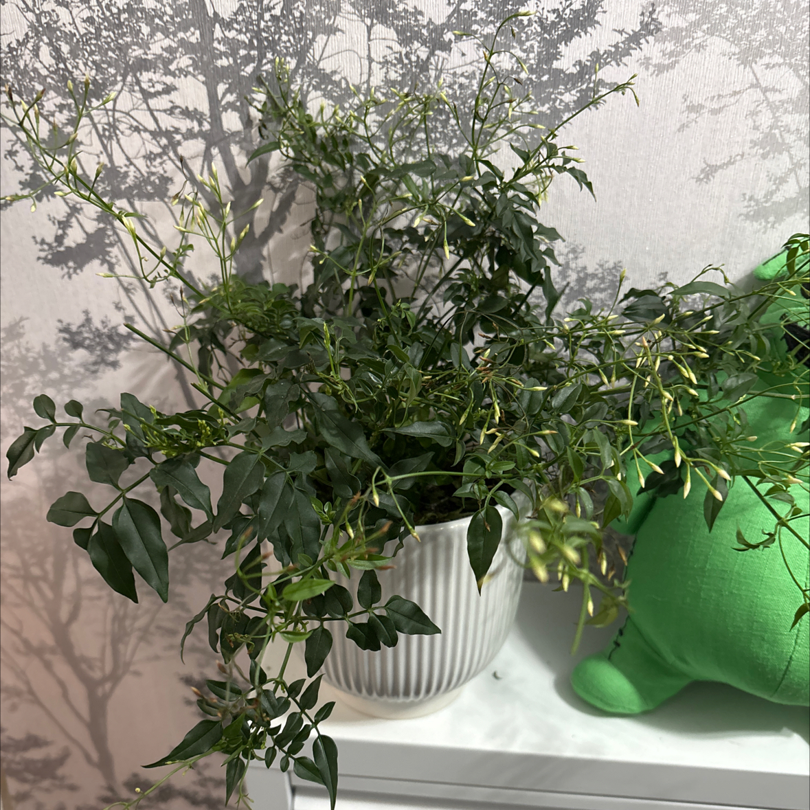 Pink Jasmine plant in a white pot with green leaves and buds, placed on a white surface.