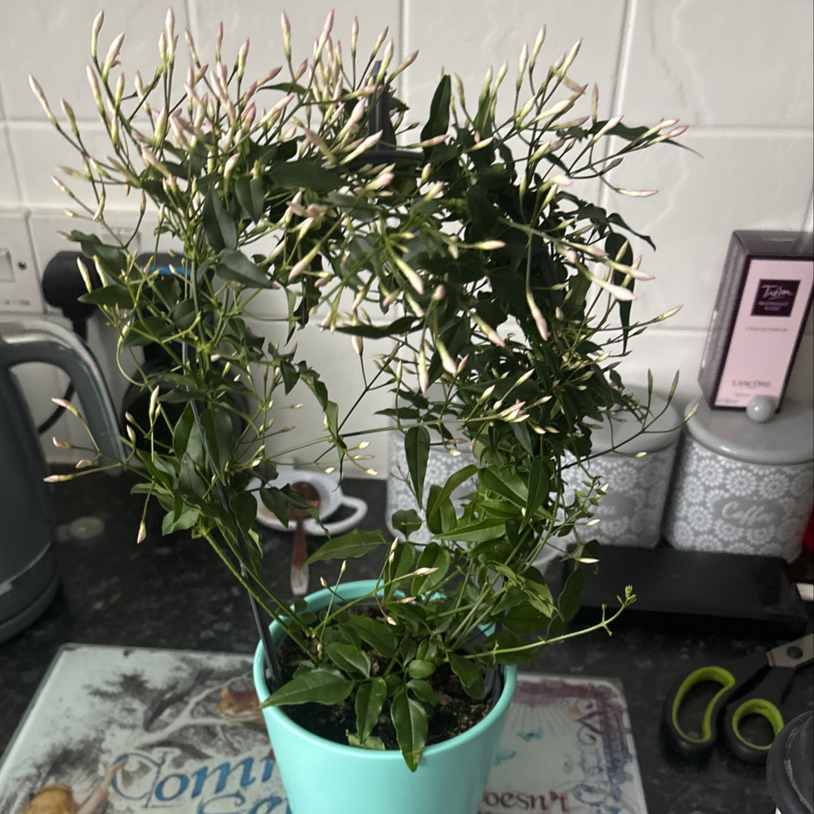Pink Jasmine plant in a pot with numerous buds, placed on a kitchen counter.
