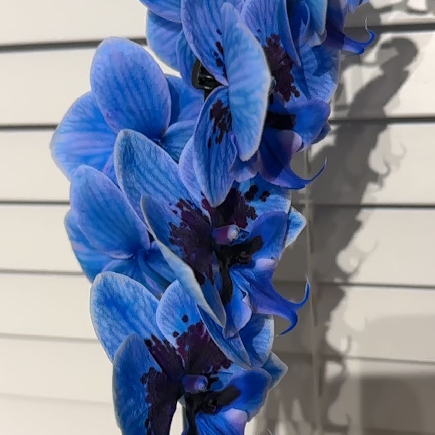 Photo of the plant species Striped Sun Orchid by Toni named Darwin on Greg, the plant care app