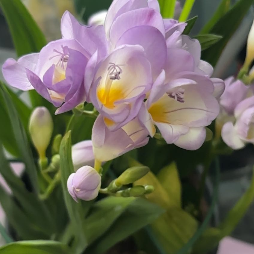 Photo of the plant species Common Freesia by Toni named Nemo on Greg, the plant care app