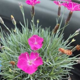 Photo of the plant species Dianthus 'Firewitch' by @KindKowhai25 named pinky on Greg, the plant care app